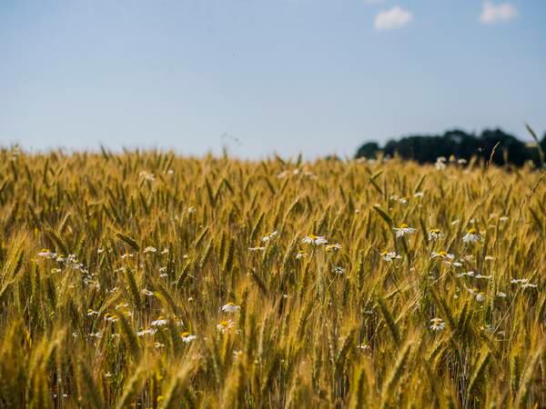 Oppbygging av kornlager kan ta sju år