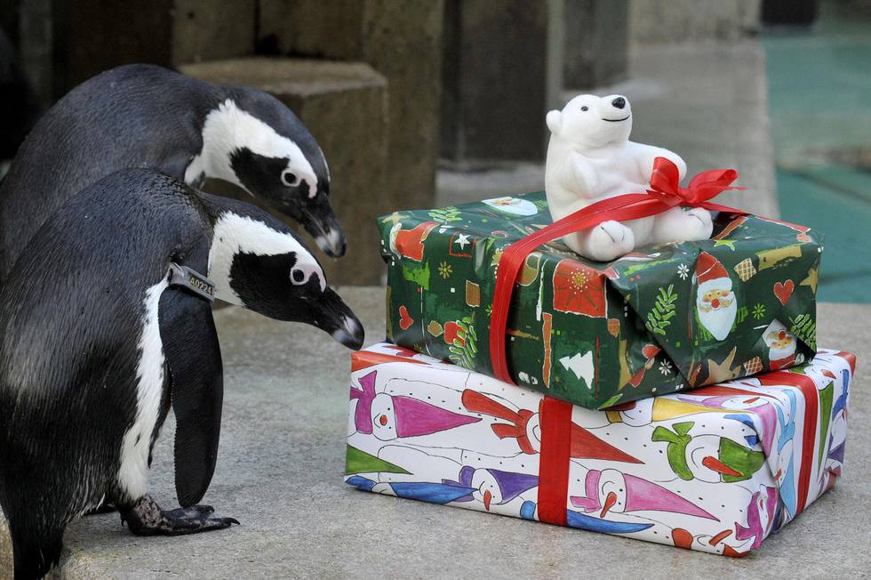Ok, så er det ikke helt sikkert at absolutt alle liker bøker til jul. Men med mindre du har mange pingviner på lista, bør det gå an å finne noe for enhver i Dagsavisens oversikt over gode bøker til ulike mottakere. Foto: AFP / NTB
