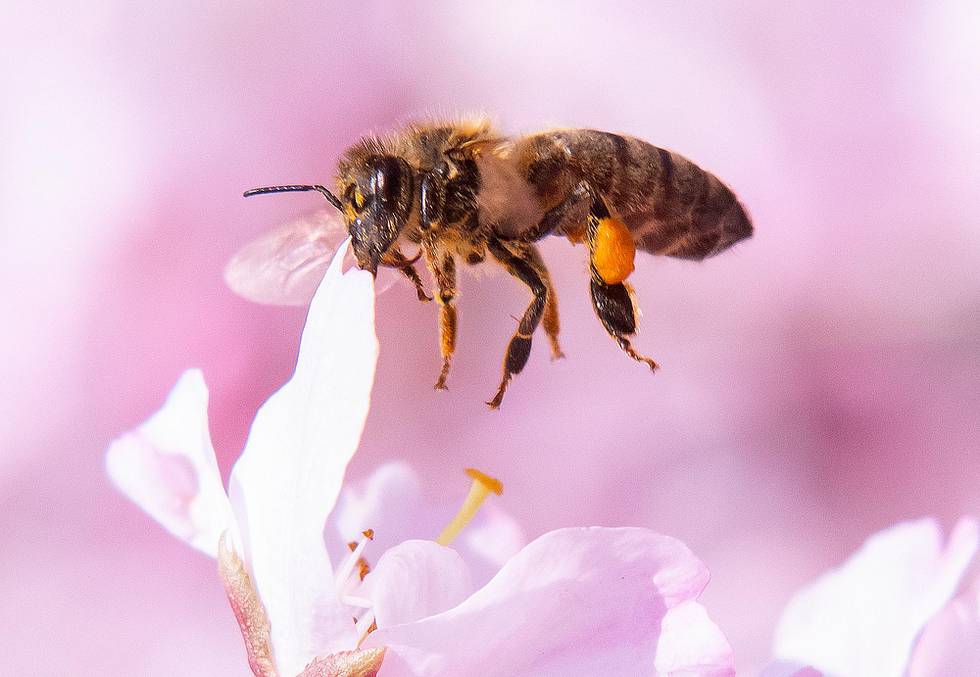 A bee lands at blossoms of flowering cherry trees during springlike temperatures in Erfurt, Germany, Sunday, April 7, 2019. (AP Photo/Jens Meyer)