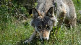 Liten fare for ulven