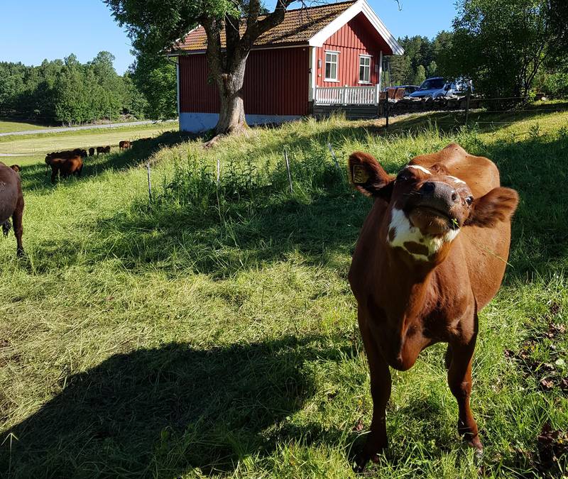 REKO-LEVERANDØR: Gunhild Dangstorp er gårdbruker i Varteig og leverer kjøtt av rasen Østlandsk rødkolle.