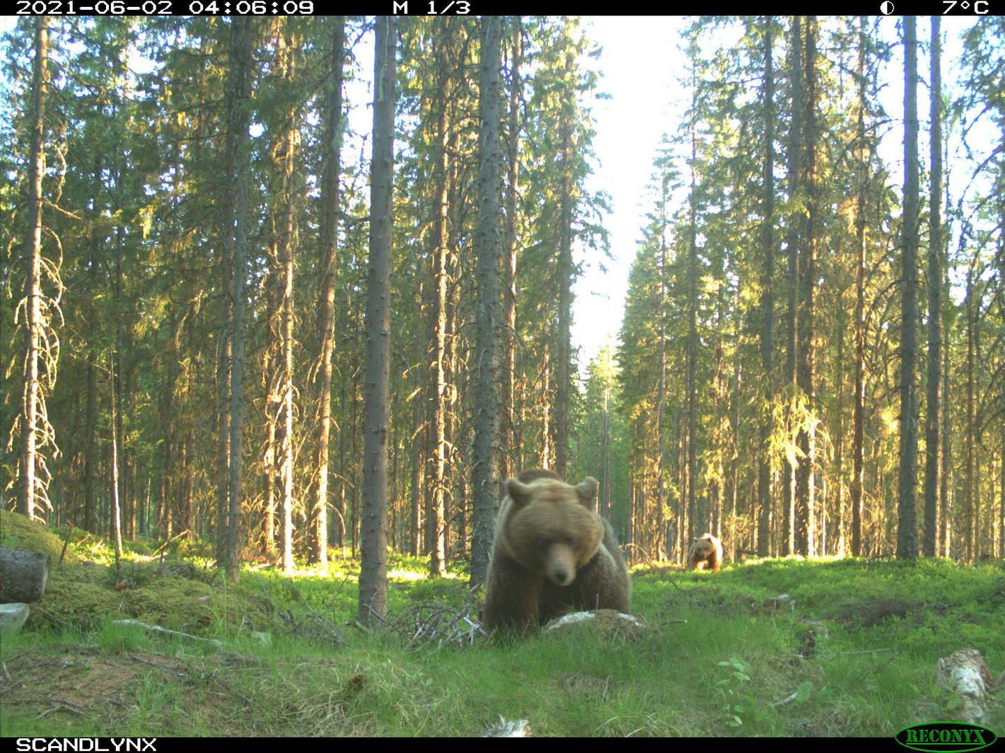 I fjor ble det registrert langt færre nye kull med bjørnunger enn hva som er det nasjonale målet. Likevel mener regjeringen at det bør utredes et lavere bestandsmål for bjørn. Disse ble fotografert i Våler i sommer.