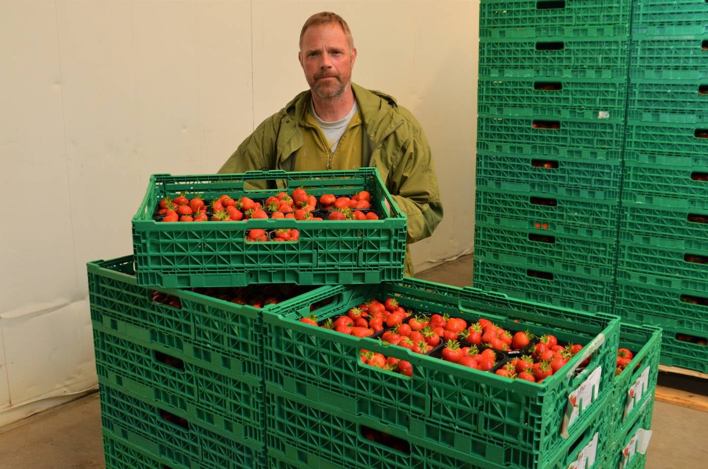 Dagfinn Mysen sjekker jordbærene som har kommet inn på kjølerommet. Produksjonsmålet i år er mellom 220 og 250 tonn jordbær.