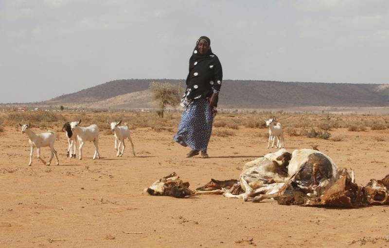 DYRENE DØR: En kvinne gjeter sauene sine i nærheten av dyr som har mistet livet på grunn av tørken. Dette bildet er fra det nordlige Somalias delvis selvstyre region Somaliland. FOTO: FEISAL OMAR/NTB SCANPIX