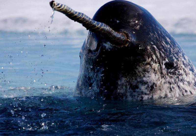 narhval: Denne kjempen er blant artene Miljødirektoratet ikke har klart å sette en prislapp på. FOTO: PAUL NICKLEN/WWF-CANADA