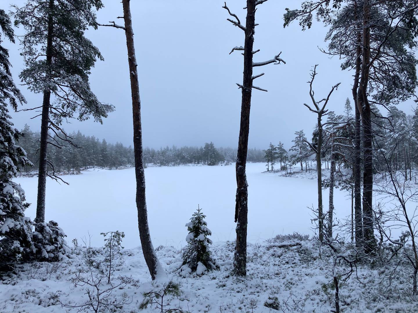 Vintermorgen i Østfolds skoger.
