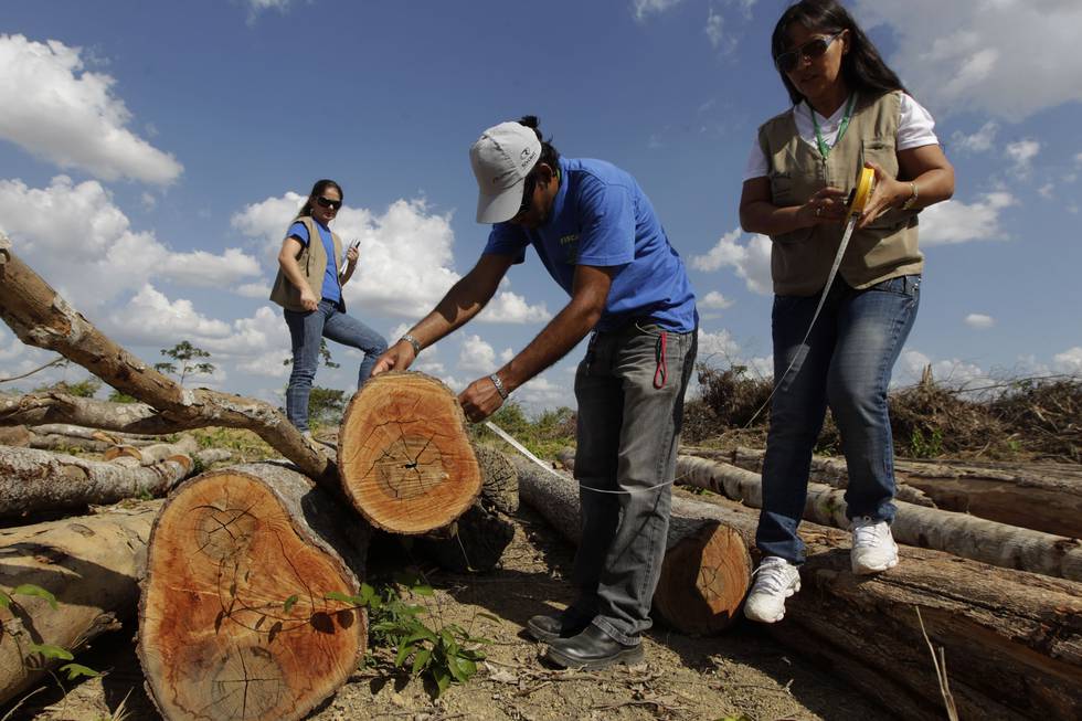 Handel med ulovlig hogd tømmer er en milliardindustri på verdensbasis, ifølge Interpol. Her undersøker lokale myndigheter i Brasil ulovlig hogd regnskog fra Paragominas, nord i Brasil.