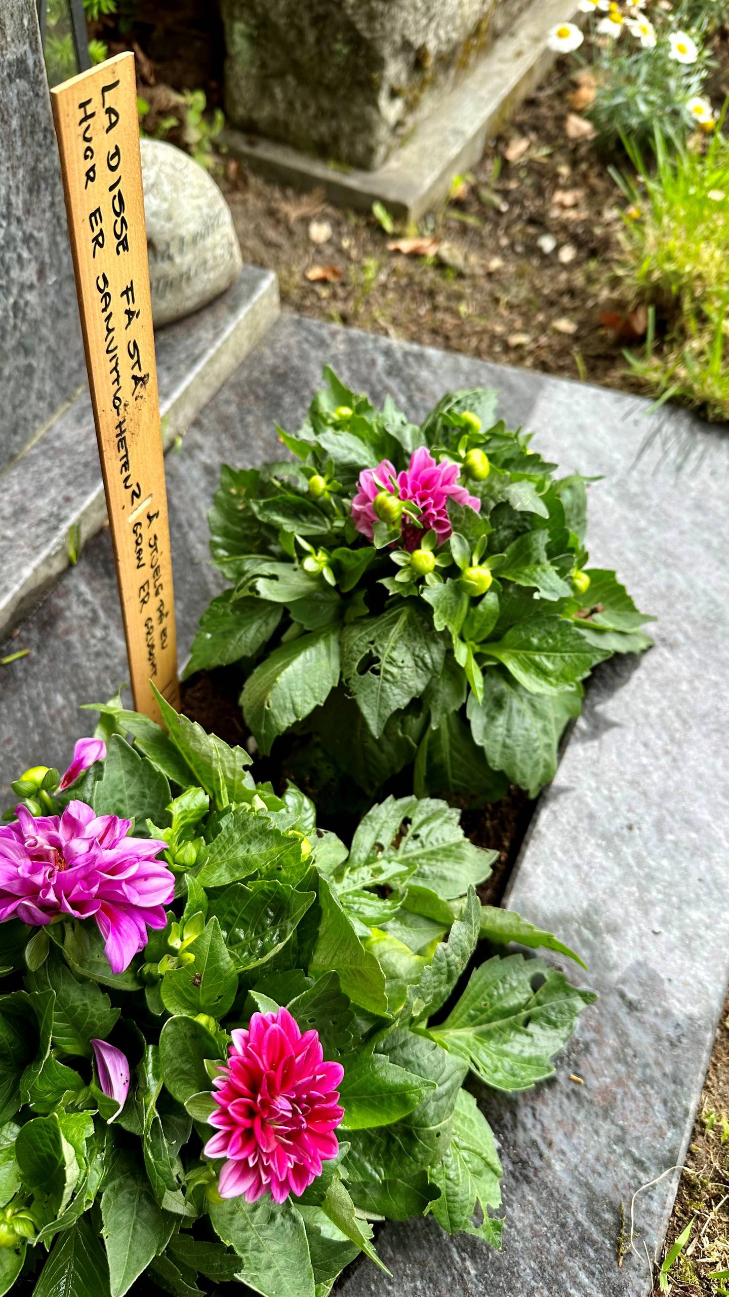 Søskenbarnet til Ole Klemetsen, Torill L. Bjerke, har opplevd at tyver har tatt blomstene fra graven til mannen hennes ti-tolv ganger. Denne gangen har hun lagt igjen en beskjed til gravtyvene: "Ladisse få stå. Hvor er samvittigheten?"