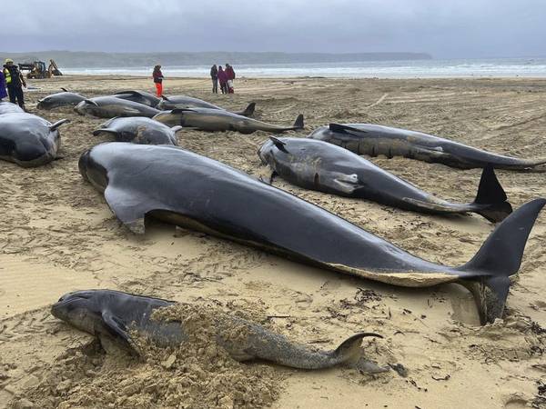 55 grindhvaler døde på strand i Skottland