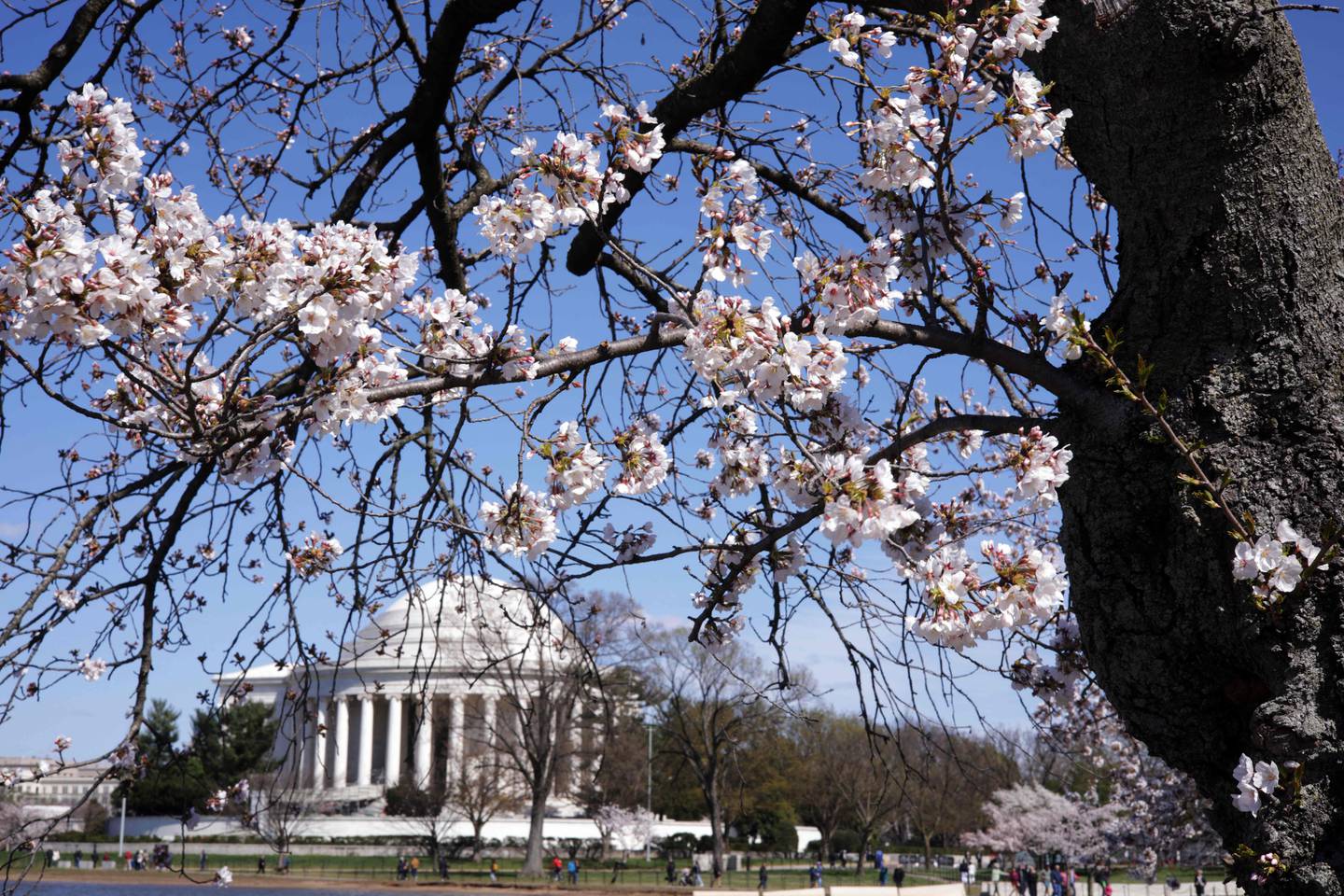 I den amerikanske hovedstaden Washington D.C. har kirsebærtrærne blomstret rekordtidlig i år, melder NTB.