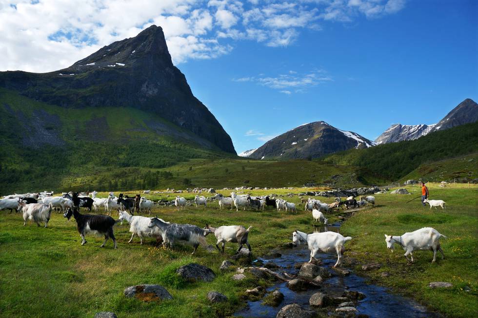 Mye av villmarka i Norge har forsvunnet. Andre steder gror kulturlandskapet igjen. Heldigvis er ikke det tilfellet på Herdalssetra. FOTO: CHRISTINE BAGLO