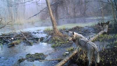 Håper Tsjernobyl-ulver kan bidra til å bekjempe kreft
