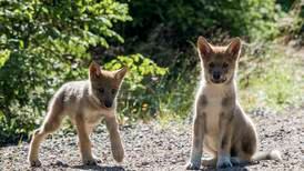 MDG vil ha flere ulver i Norge