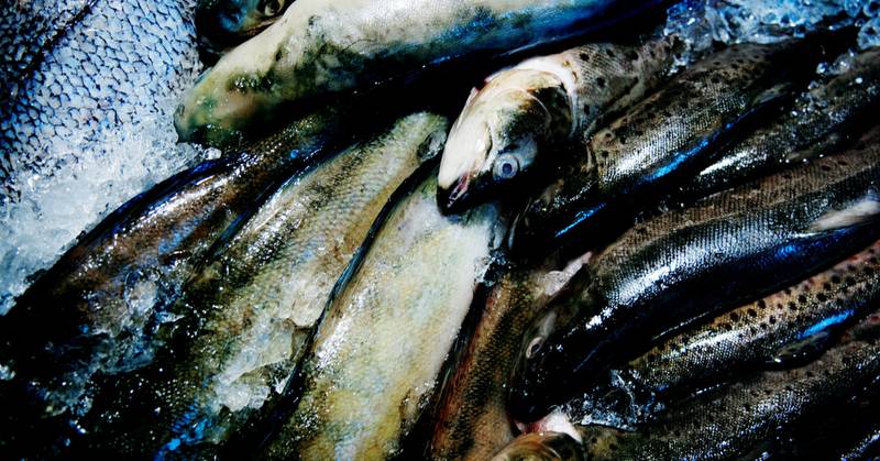 Norsk fisk er omgitt av både tungmetaller og miljøgifter, stikk i strid med det gamle munnhellet «frisk som en fisk».