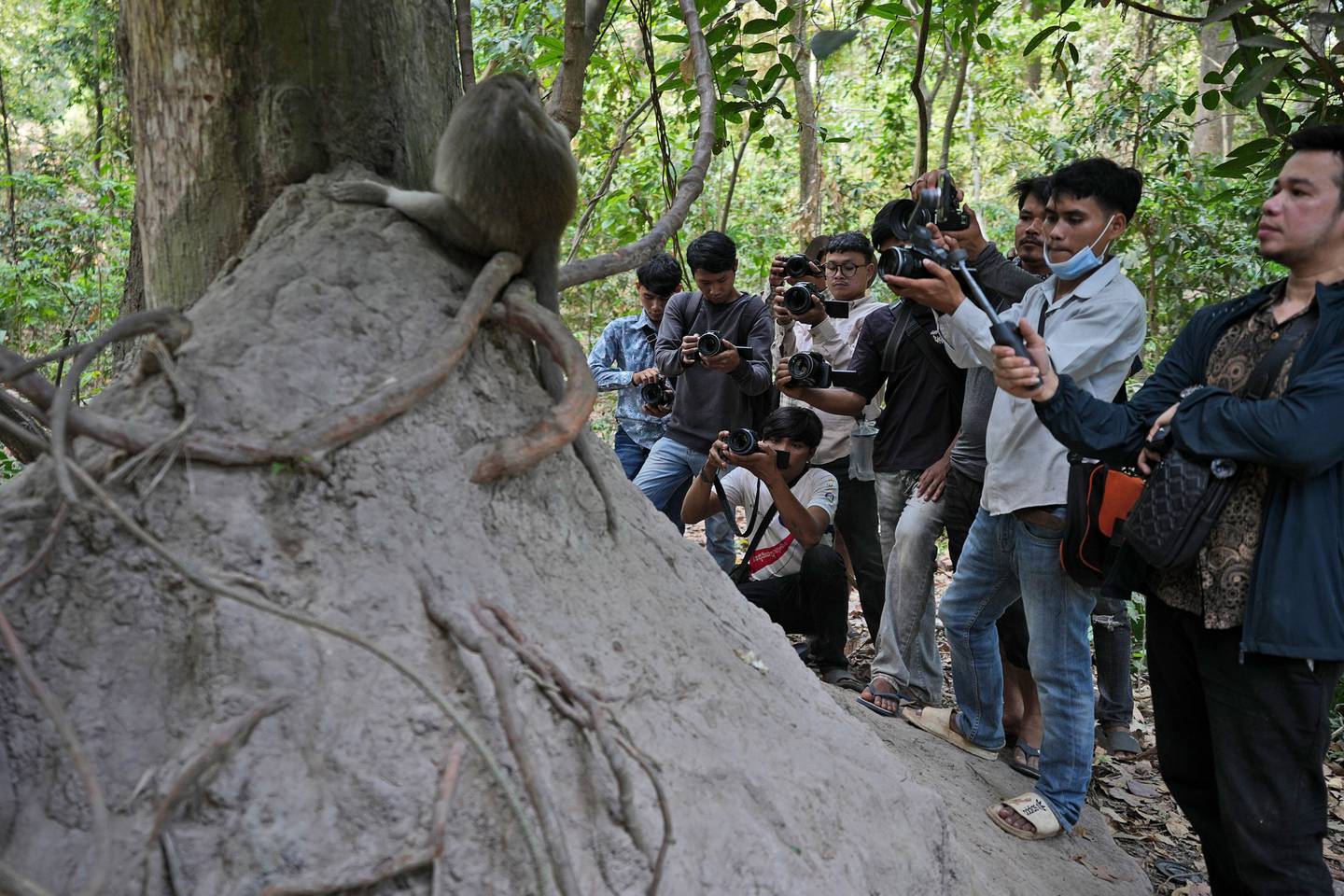 Turister samler seg rundt en ape i ruinbyen Angkor. Apenes naturlige livsførsel blir kraftig forstyrret. Kambodsjanske myndigheter opplyser også at noen av turistene direkte mishandler apene for å legge ut filmsnutter av det på internett.