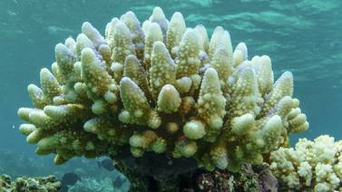 Skader på nesten hele Great Barrier Reef