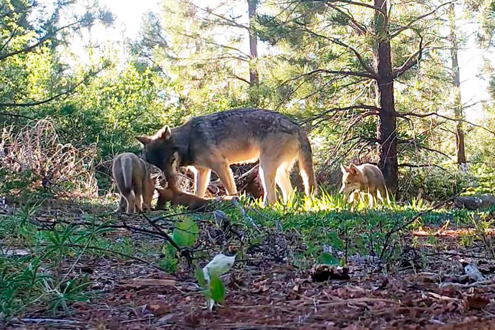 FILE - This June 18, 2019, file photo from remote camera video provided by the California Department of Fish and Wildlife shows an adult wolf and three pups in Lassen County in Northern California. A young male gray wolf of the Lassen pack, California's only known gray wolf pack, dubbed LAS13M, has left the state and ventured into Oregon, wildlife officials said. (California Department of Fish and Wildlife via AP, File)