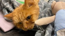 Eiere fortviler etter at flere katter har blitt forgiftet: – Jeg har mistet min beste venn