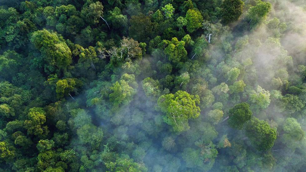 «Spøkelsesveier» truer tropiske skoger