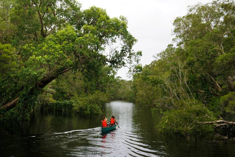 Bli med på padletur i de labyrintiske kanalene i Noosa Everglades.