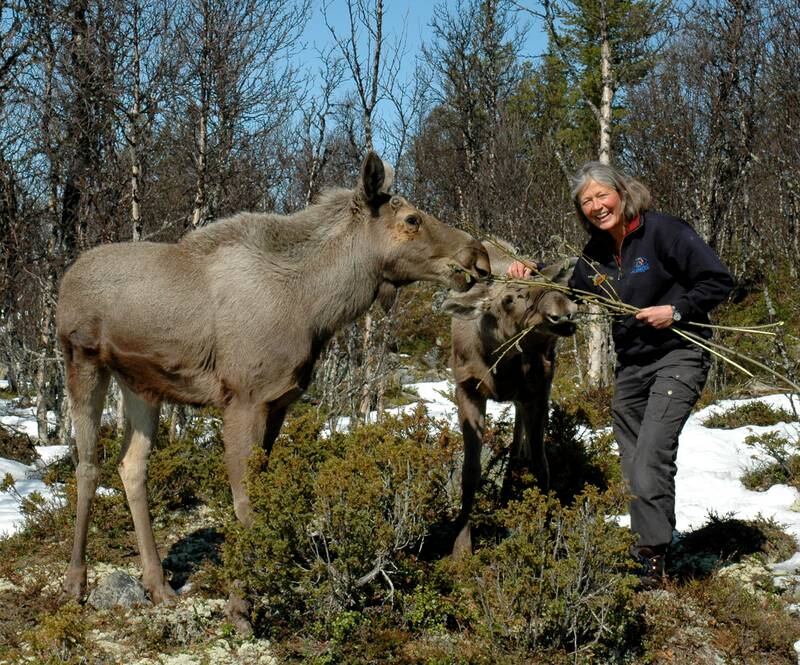 Tuva Thorson gleder seg til å møte den nye lille elgkalven. Ea og Elke, tvillingkalvene som måtte flaskes opp på Langedrag i fjor sommer, etter at "kjendiselgen" Svea døde, er slett ikke så små lenger. 