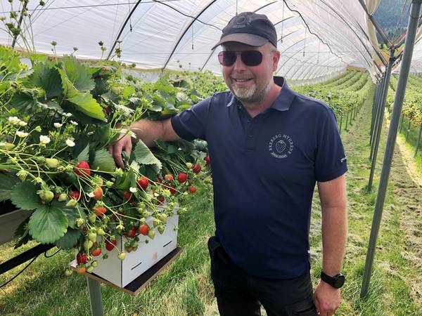 Rekordtidlig: Om få dager får du norske jordbær i butikken