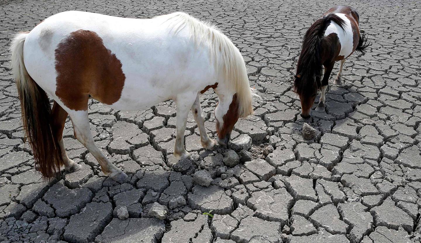 KORSIKA: Hester leter etter gress på et tørt jorde på den franske øya Korsika i sommer. FOTO: NTB SCANPIX