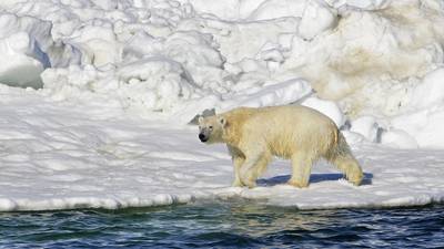 Isbjørn drepte kvinne og gutt i Alaska