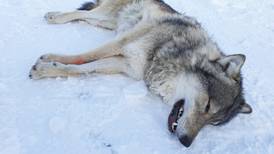 «Regjeringa gjør Østfold til et ulvereservat»