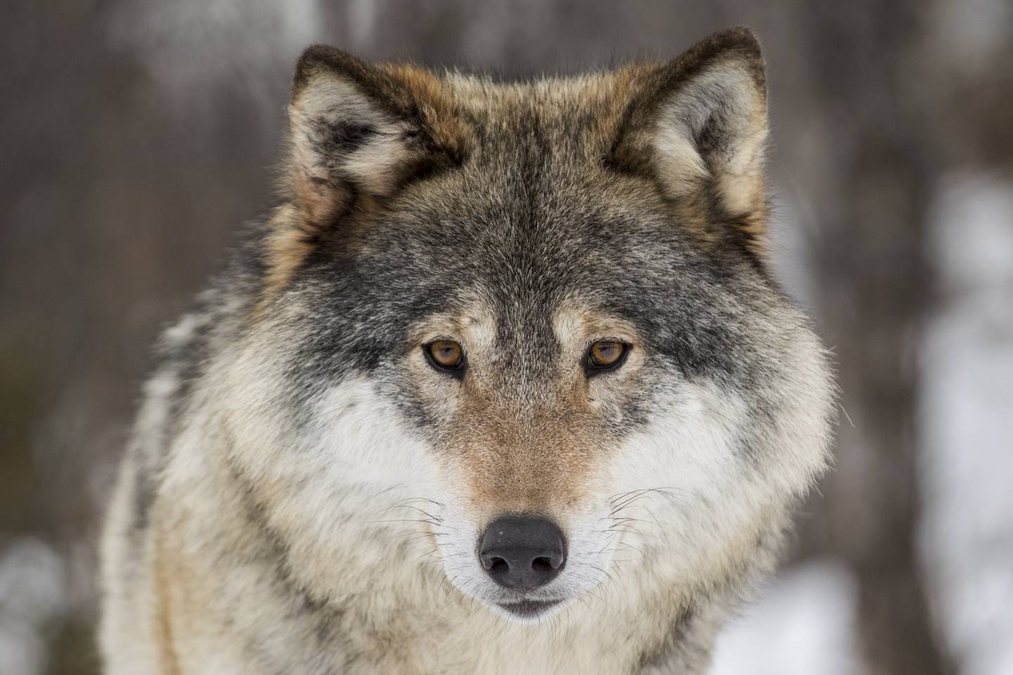 Ulven ble fredet i Norge i 1973, og er også beskyttet gjennom Bernkonvensjonen, men likevel er det en omfattende lisensjakt på ulv også denne vinteren.
