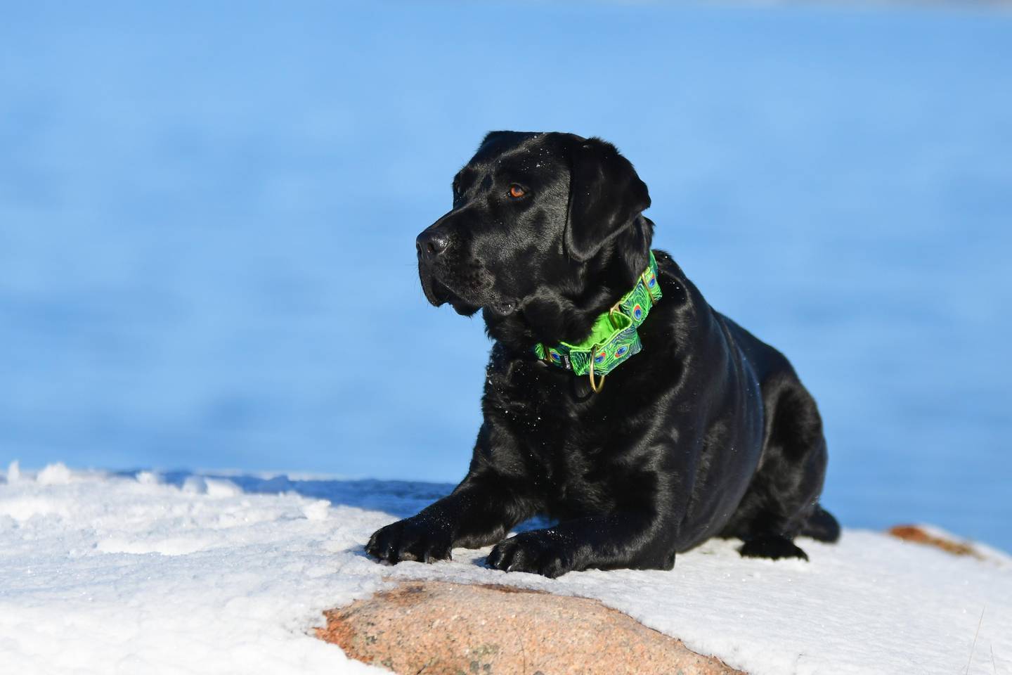 Labrador retreiver har fått et oppsving, og var i fjor den tredje mest populære hunderasen i NKKs register over nye valper.