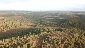 Aksjeselskaper kjøper opp Norges skog