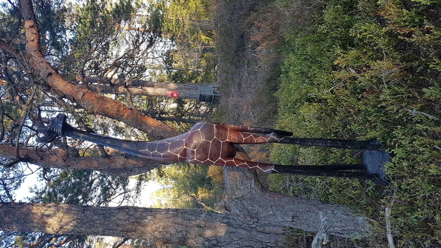 Skogens nye konge har Frode Abbedissen kalt sitt bilde av denne figuren ute i naturen. I levende tilstand er sjiraffen verdens høyeste dyr, kan bli nesten seks meter høy og veie 1,5 tonn.