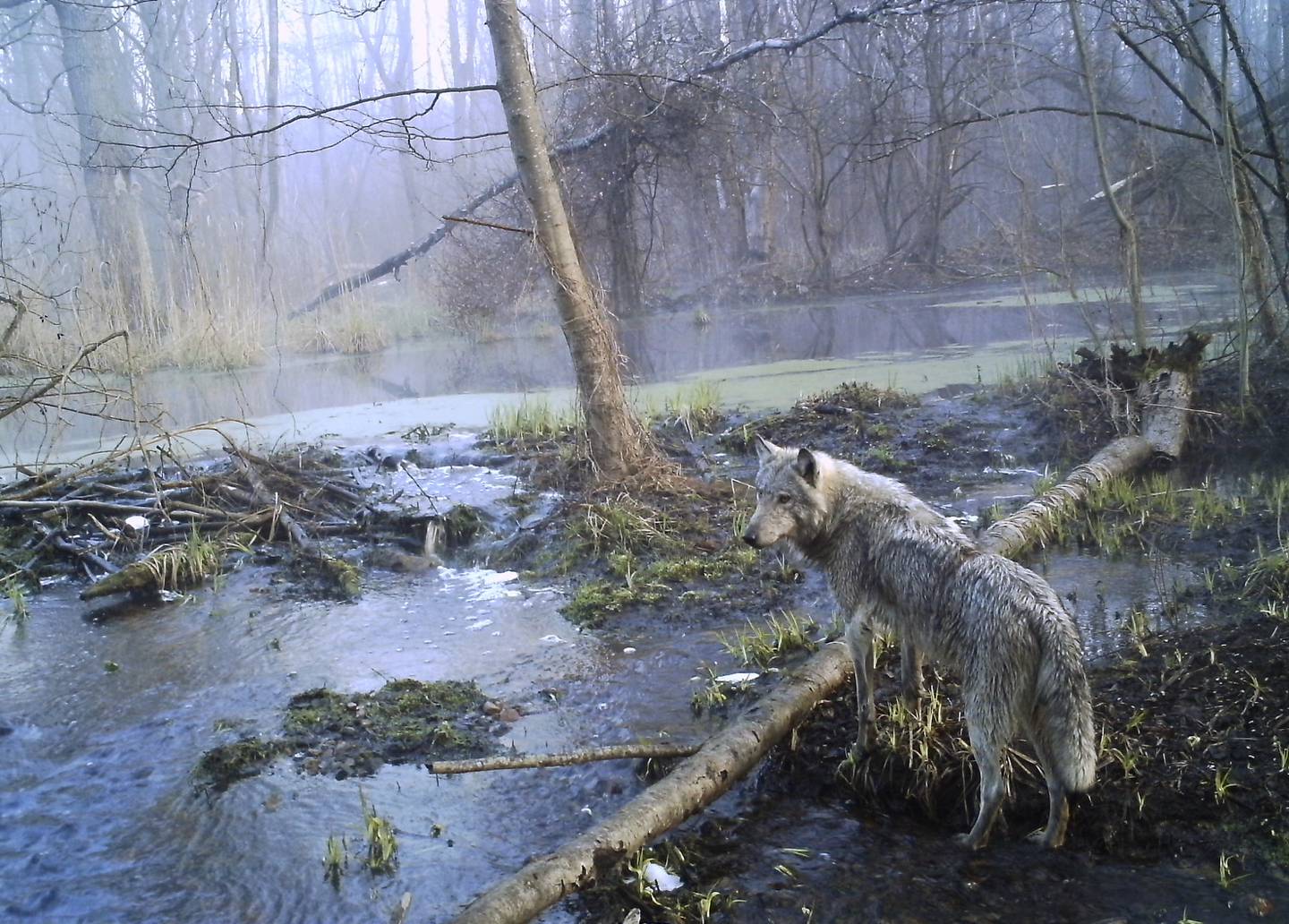 Også ulver slo seg til i Tsjernobyl-sonen etter atomulykken, sammen med både bjørner, bison, gauper og dusinvis med ulike fuglearter.