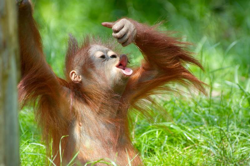 Orangutangene er noen fascinerende og sjarmerende skapninger! De hører hjemme på øyene Borneo og Sumatra.