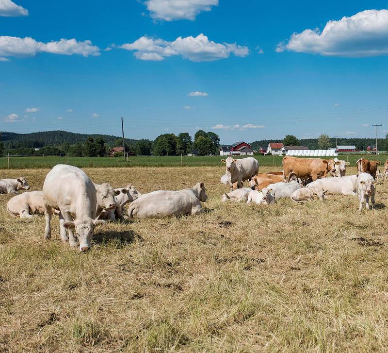 Mange bønder på Østlandet har slitt med å skaffe nok fôr til dyra etter den lange tørkeperioden i sommer. Tørken har ført til unormalt mye slakting.