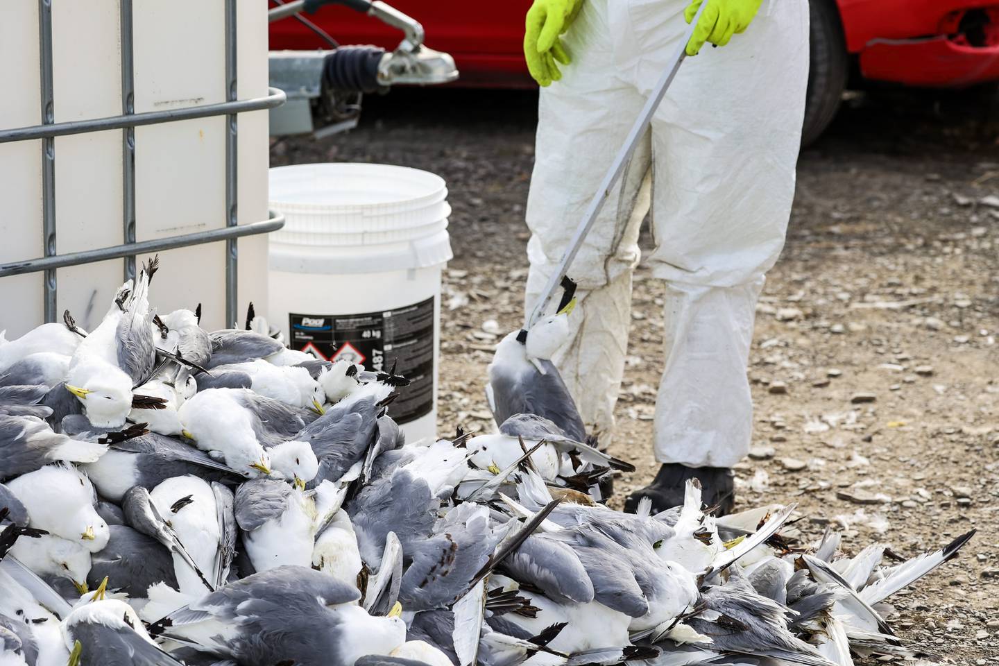 Slik så det ut i Vadsø i fjor sommer etter det store utbruddet av fugleinfluensa. I en periode «regnet det» døde fugler der, ifølge øyenvitner.