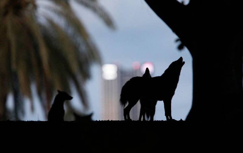 In this Thursday, April 9, 2020 photo, jackals howl in Hayarkon Park, in the heart of Tel Aviv, Israel. With Tel Aviv in lockdown due to the coronavirus crisis, and the park, like most of the city, nearly empty, the timid animals have come into the open, reaching areas where they rarely venture as they search for food. (AP Photo/Oded Balilty)