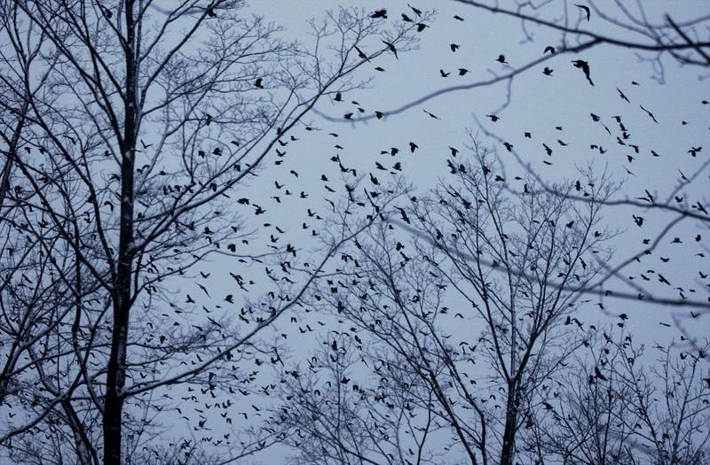 Crows scatter from the treetops as wildlife officials try to move the birds to the countryside using distress calls, pyrotechnics, and laser lights in Auburn, N.Y., Tuesday, Jan. 11, 2005. In a city where a massive flock of crows has pestered local residents for years, officials are now fighting back with a hazing program aimed at disrupting the birds' sleeping habits and driving them into the countryside.(AP Photo/Kevin Rivoli)