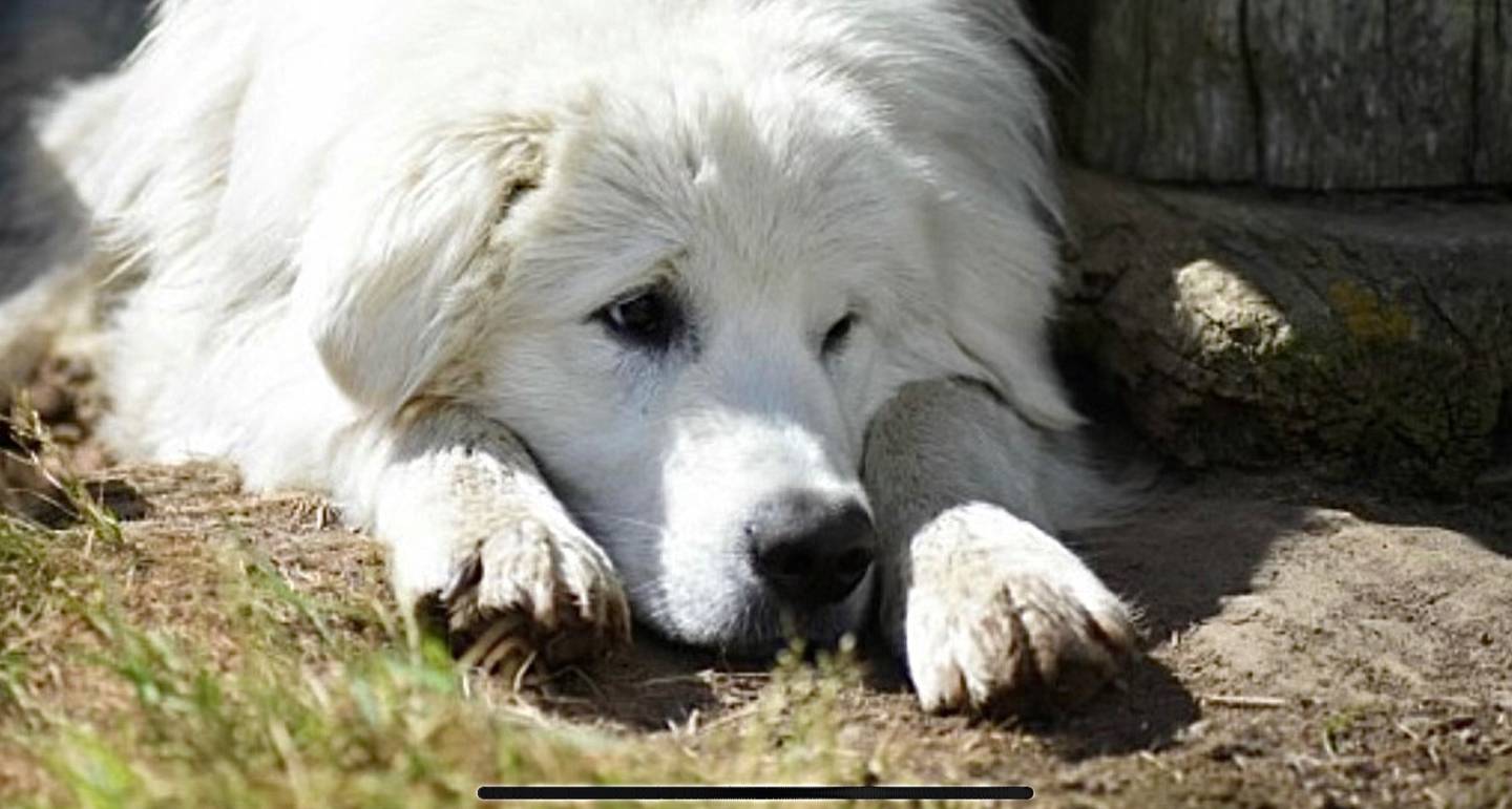 Vokterhunden Bianco (7) bor og jobber på husmannsplassen Bøensetra i Aremark.