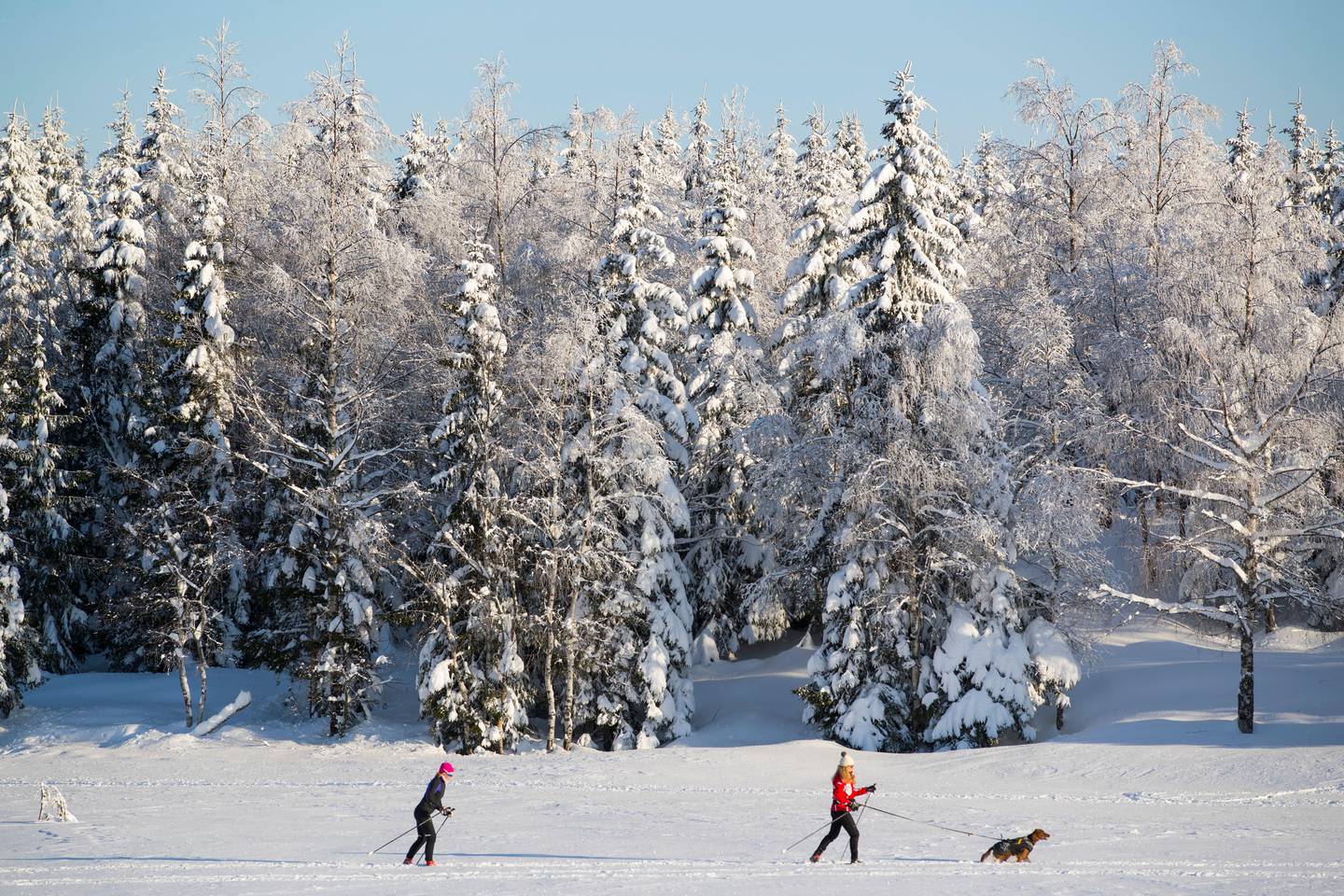Oslo  20180202.
To skiløpere og en hund på vei over Øvresetertjern ved Tryvann i Oslo i vakkert vintervær fredag.
Foto: Håkon Mosvold Larsen / NTB