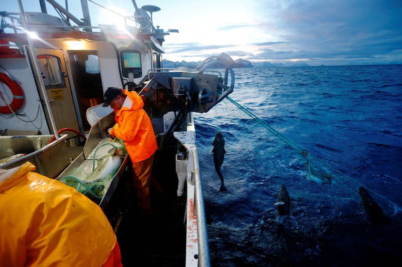 Kystflåten er ryggraden i det norske hvitfiskfisket, her fra skreifiske utenfor Senja i 2015. Den havgående trålflåten er etter hvert blitt omstridt, og det er bred enighet om at fiskerireguleringen ikke oppfyller intensjonene.