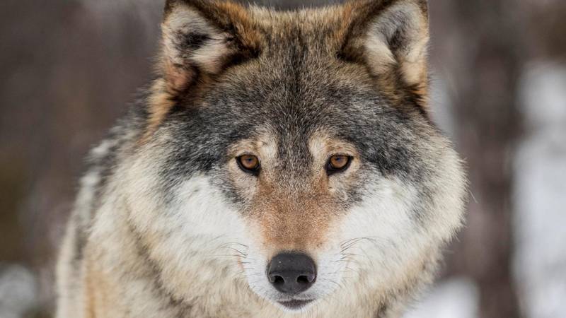 I vinter ble det registrert 64-66 ulver som kun holdt til innenfor Norges grenser. I tillegg ble det registrert 40-41 ulver som lever i grenserevir på begge sider av riksgrensen mot Sverige, ifølge Rovdyrdata.