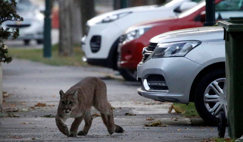 A puma walks along a street during the dawn at a neighborhood before being captured and taken to a zoo, in Santiago, Chile March 24, 2020. REUTERS/ Andres Pina NO RESALES. NO ARCHIVES. CHILE OUT. NO COMMERCIAL OR EDITORIAL SALES IN CHILE