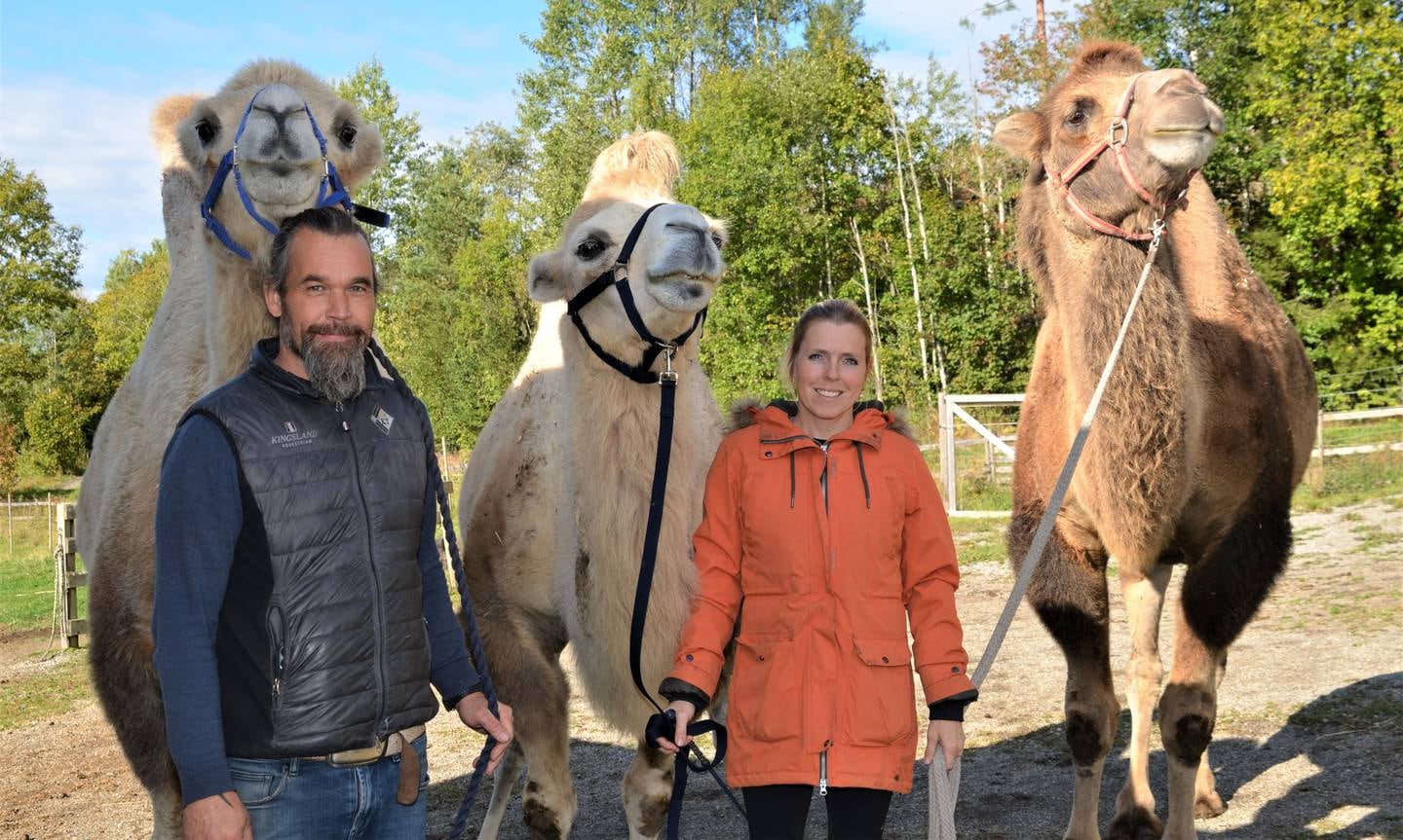 Sandra og Øystein Hortens drømmer om et småbruk med mange dyr, endte med en stor flokk – inkludert kamelene Samson, Moses og Kazak.