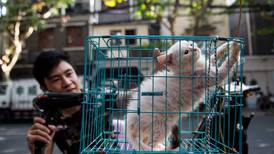 Reddet tusen katter fra å bli solgt som svinekjøtt