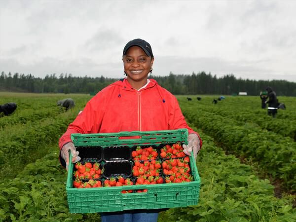 Jordbærskole i Indre Østfold bidrar til integrering og arbeid