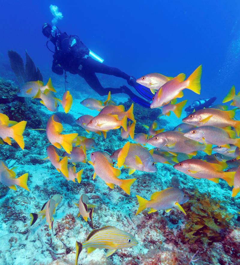 Cuba byr på mange bra dykkemuligheter. Flere steder finnes det svært velbevarte korallrev som syder av liv. FOTO: ROSTISLAV AGEEV/ISTOCK