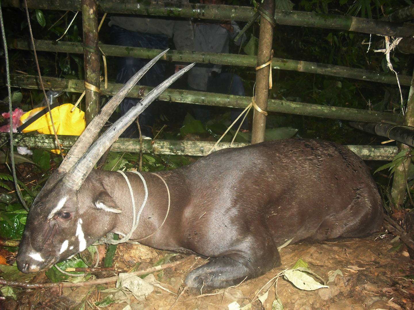 Saolaen, også kjent som vuquanokse, er et annet dyr på lista over de ti mest utrydningstruede i verden. Saoloaen ble ikke oppdaget før i 1992 i Vietnam. Det anslås at det er færre enn 750 eksemplarer igjen, sannsynligvis er antallet langt lavere, ifølge Earth.org.