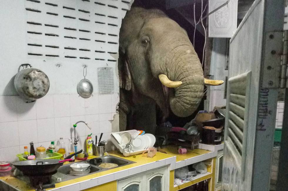 TOPSHOT - This photograph taken on June 20, 2021 and received courtesy of Radchadawan Peungprasopporn via her Facebook account on June 22, 2021 shows an elephant searching for food in the kitchen of her home in Pa La-U, Hua Hin. (Photo by Radchadawan PEUNGPRASOPPORN / FACEBOOK / AFP) / -----EDITORS NOTE --- RESTRICTED TO EDITORIAL USE - MANDATORY CREDIT "AFP PHOTO /FACEBOOK ACCOUNT OF RADCHADAWAN PEUNGPRASOPPORN " - NO MARKETING - NO ADVERTISING CAMPAIGNS - DISTRIBUTED AS A SERVICE TO CLIENTS